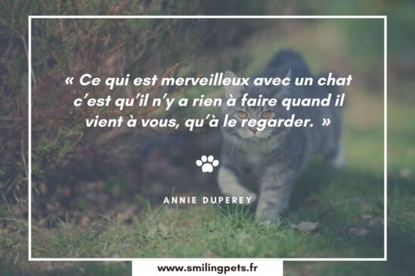 citations de chat mignon