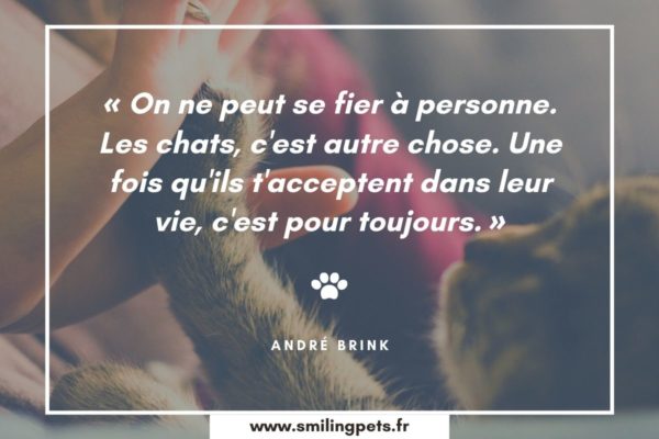 Les 70 Plus Belles Citations Sur Les Chats Equirelation