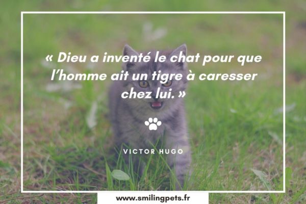 Les 70 Plus Belles Citations Sur Les Chats Equirelation