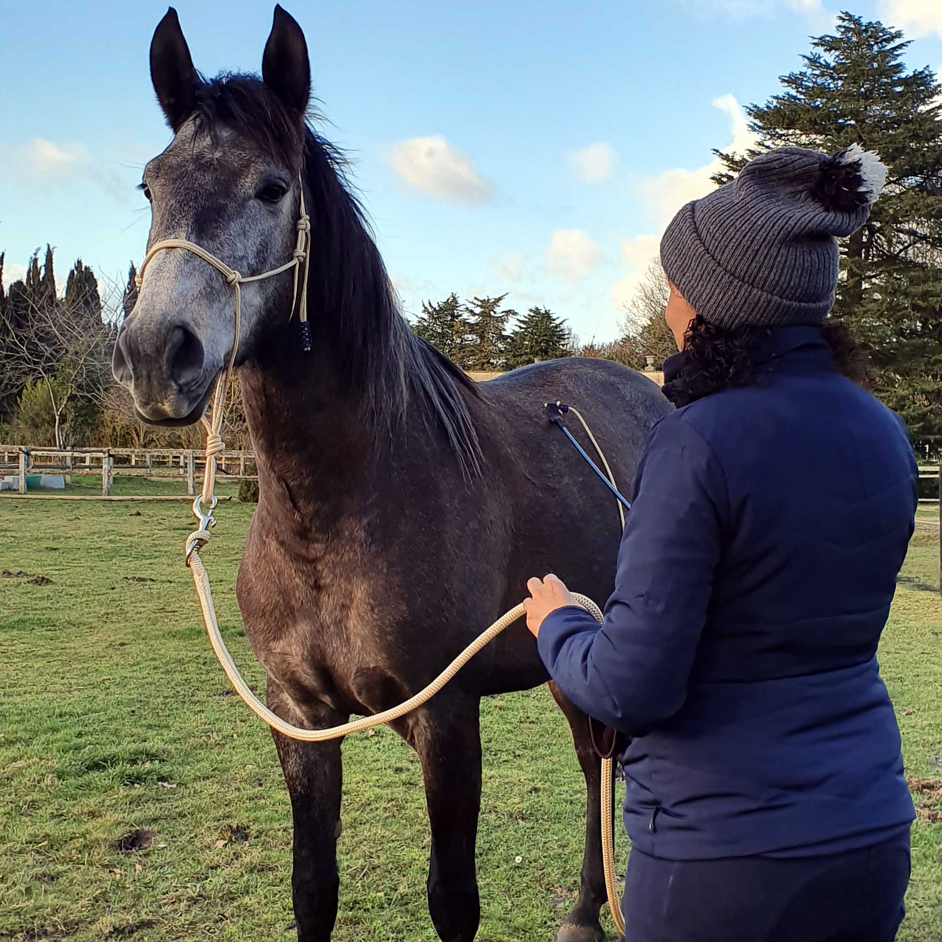 Comment bien choisir son matériel pour débuter en équitation éthologique ?  - Horse and Ropes